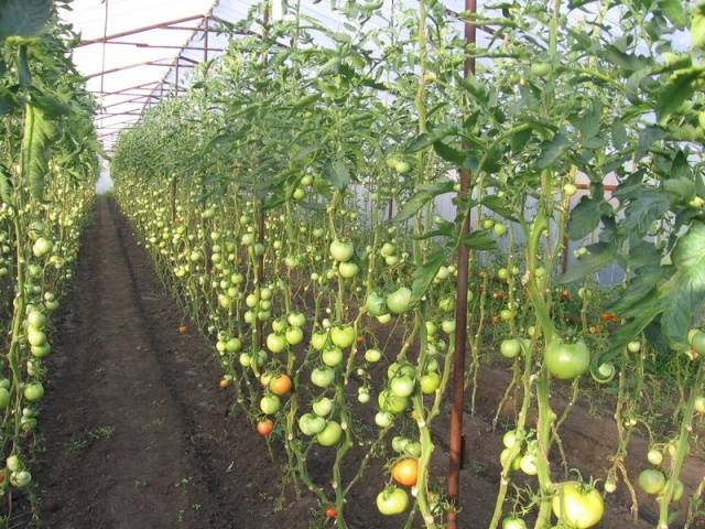 Klusterade tomater