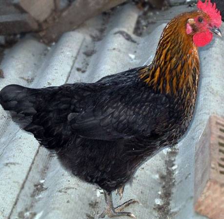 Moskva svart ras av kycklingar