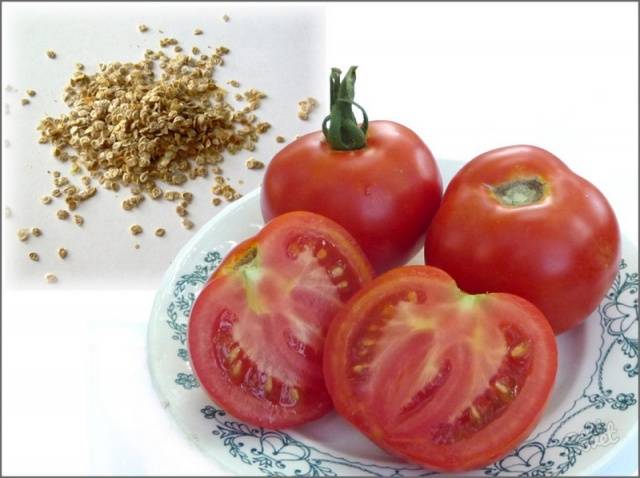 Växande tomatplantor hemma