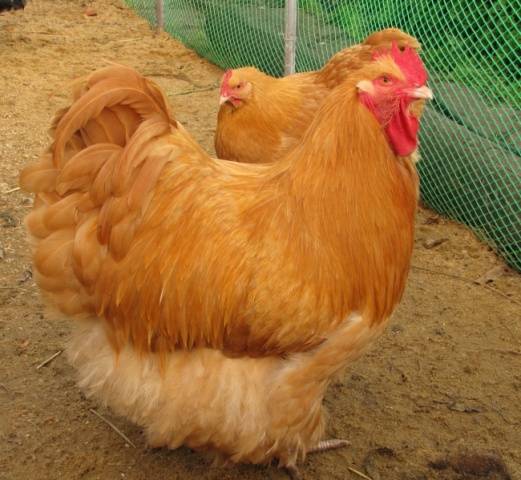 pollos orpington
