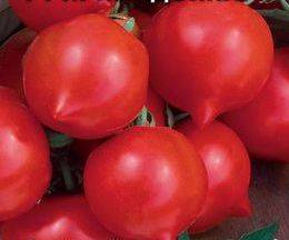 pomidorų primadona