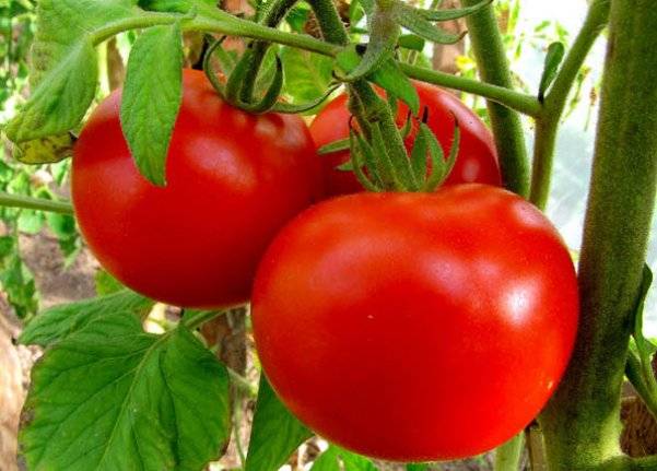 עגבניות אנסטסיה