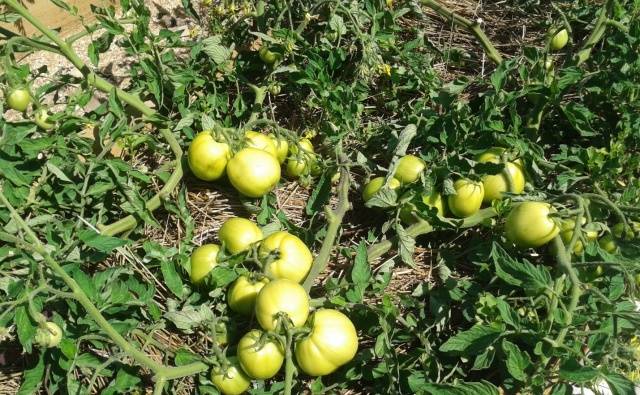 Cuándo plantar plántulas de tomate en campo abierto.