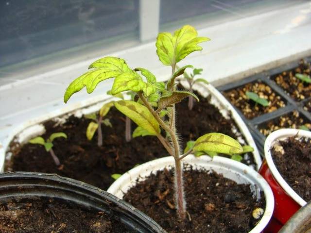Why do the leaves of tomato seedlings turn yellow