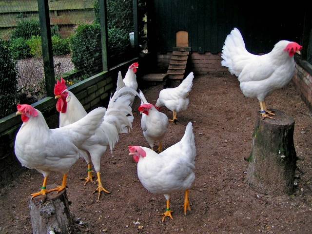 Chickens of the Leghorn breed