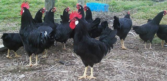 Minorca chicken breed