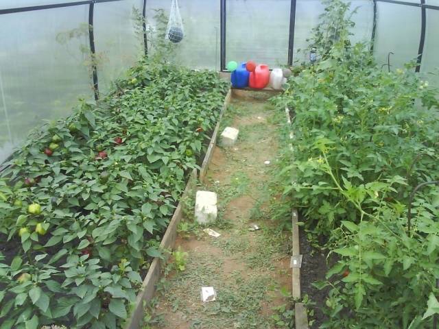 Cobertura de mudas de tomate e pimenta
