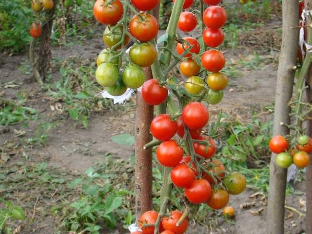 Tomato ceri: varieti terbaik untuk kegunaan luaran