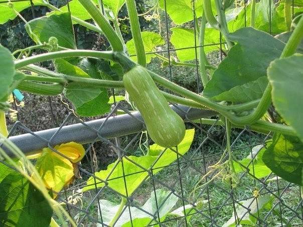Mendaki zucchini