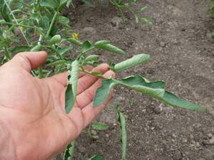 Why do tomato seedlings curl leaves