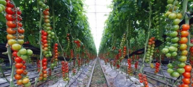 Klastrovaná rajčata pro skleníky