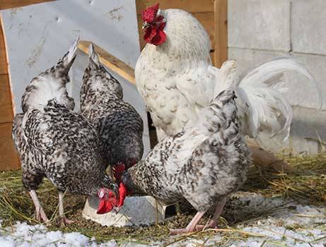 Pushkin randig-brokig ras av kycklingar