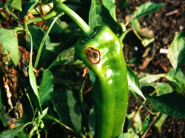 Κατάδυση πιπεριού: πώς και πότε να βουτήξετε φυτά