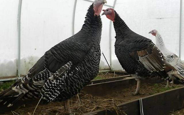 Broad-breasted bronze turkeys