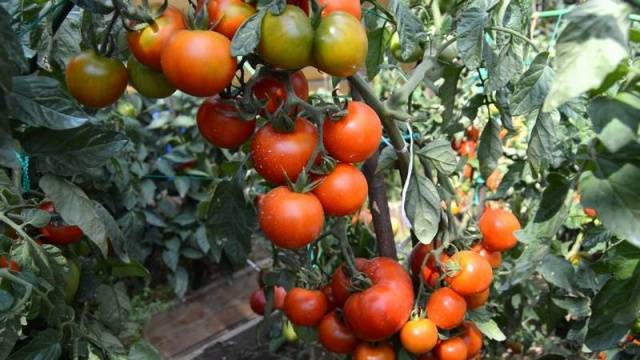 Skupljena rajčica