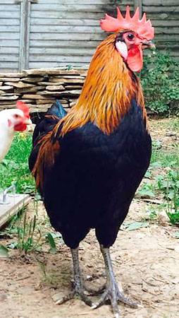 Moscow black breed of chickens