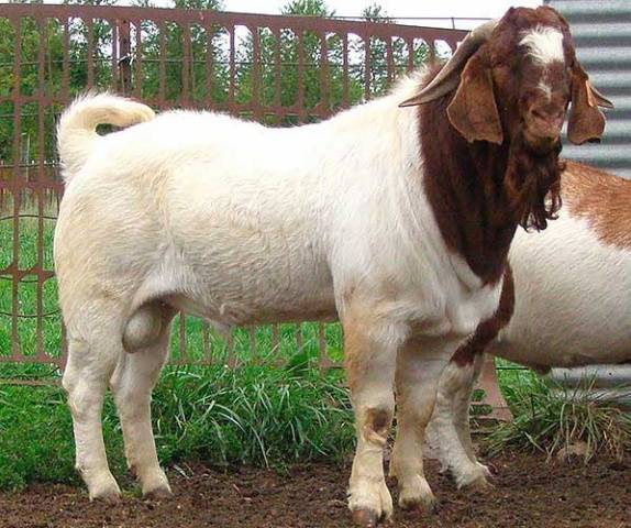 Chèvres Boer