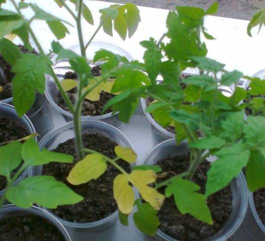 Cara memberi makan dan menyuburkan anak benih tomato