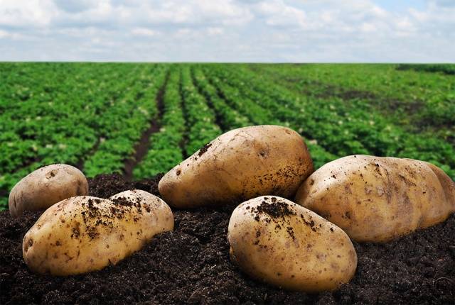 Bulvių perdirbimas prieš sodinimą