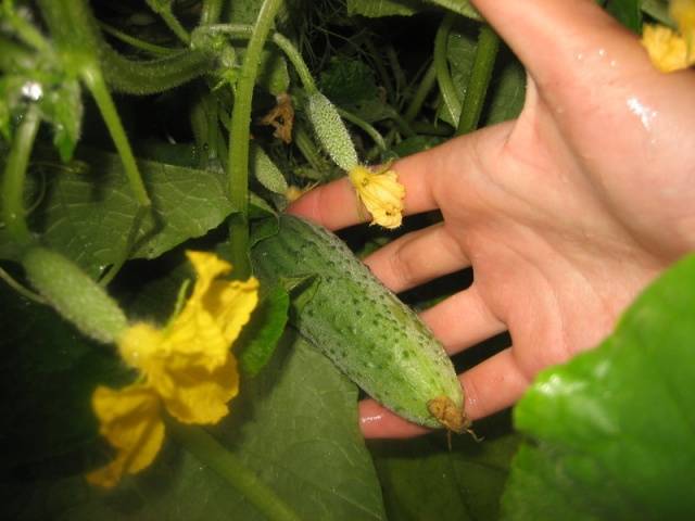 cucumber libella