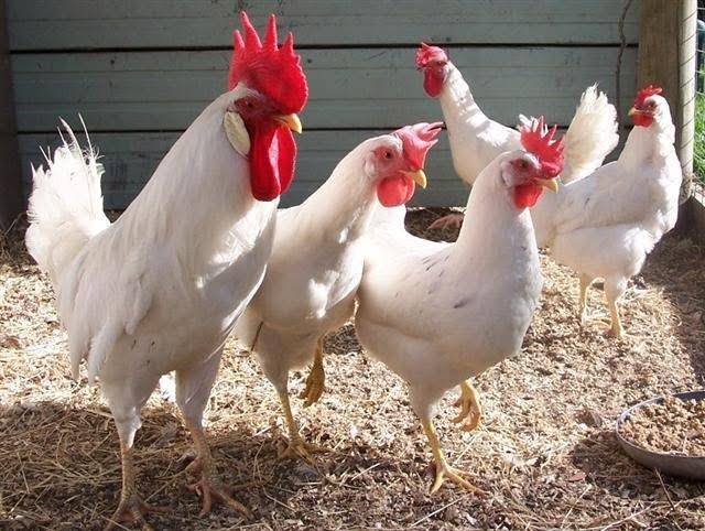 Kycklingar av rasen Leghorn