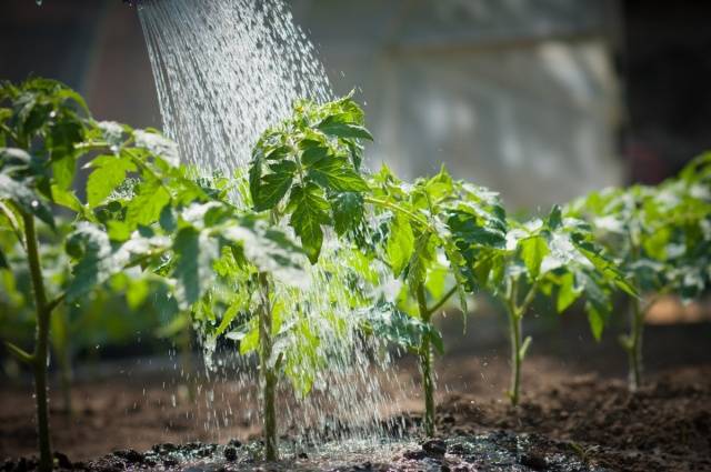 Πότε να φυτέψετε φυτά τομάτας σε ανοιχτό έδαφος