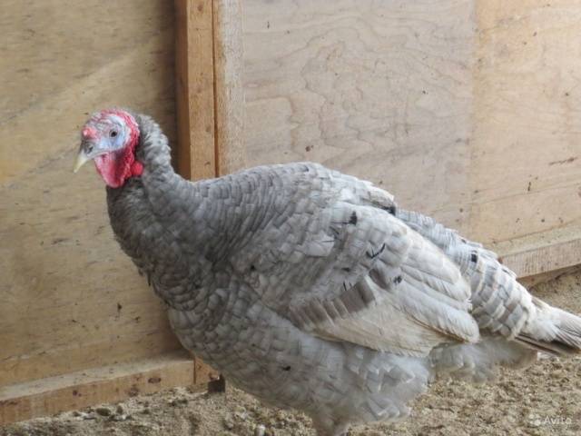 A few tips for caring for turkey poults