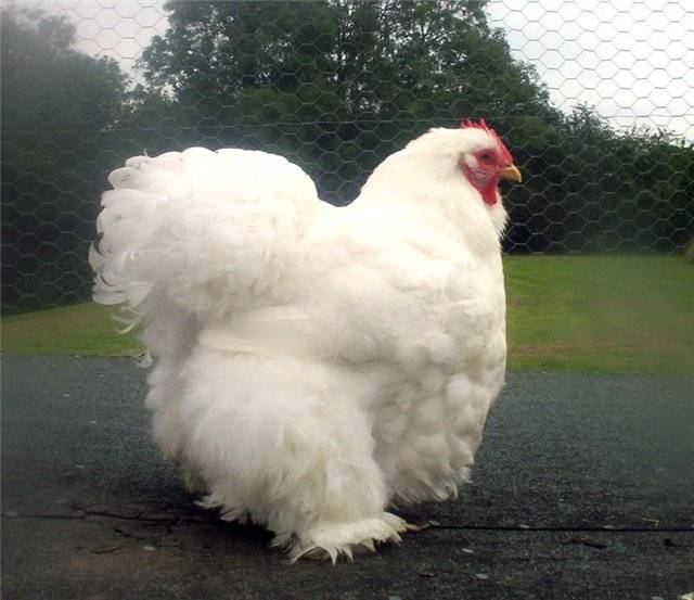 Cochinquin fajtájú csirkék