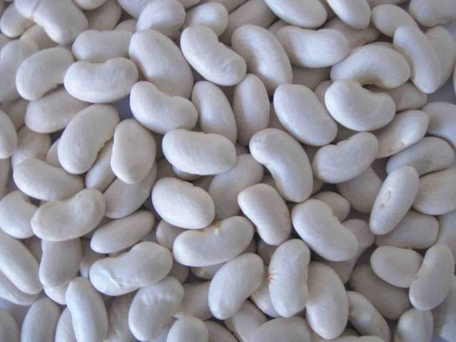 bean variety Mavka