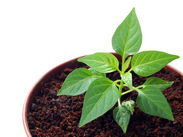 Diseases of pepper seedlings: photos and their treatment