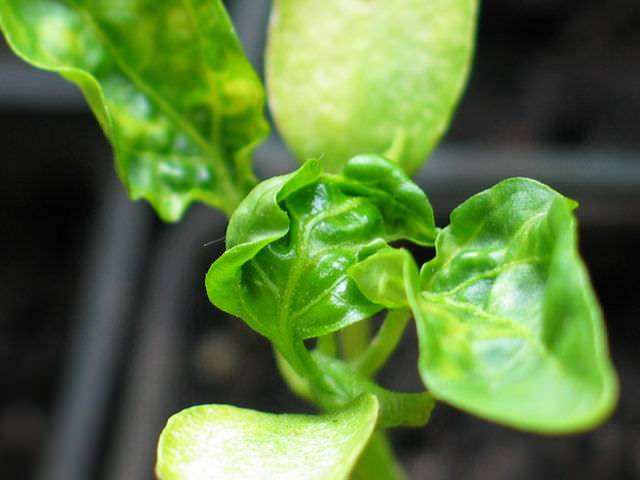 The leaves of pepper seedlings are curled