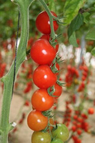 Clustered tomatoes