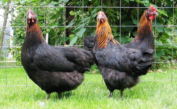 Moscou raça negra de galinhas
