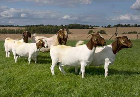 Boer keçileri