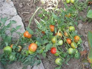 Kodėl pomidorų daigai garbanoja lapus