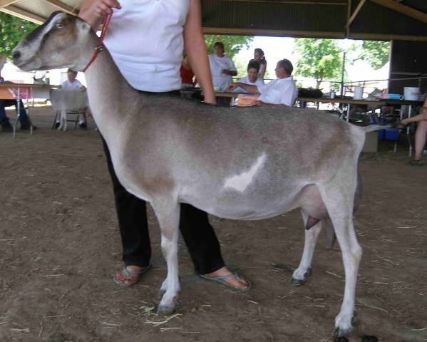 Lamancha goats
