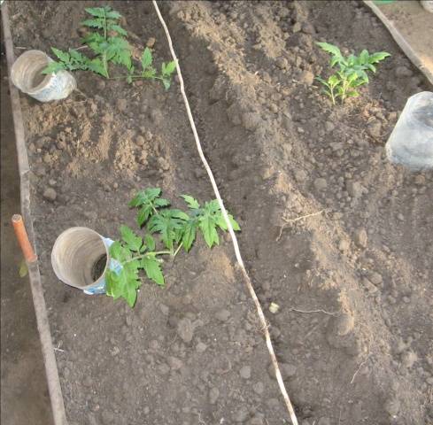Menanam anak benih tomato di rumah hijau