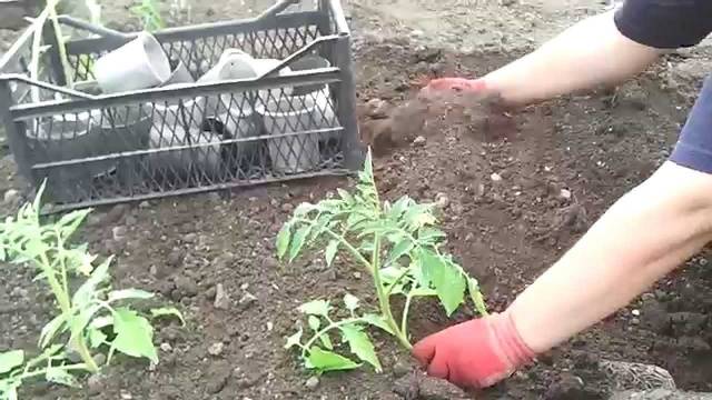 Kada sodinti pomidorų daigus į atvirą žemę