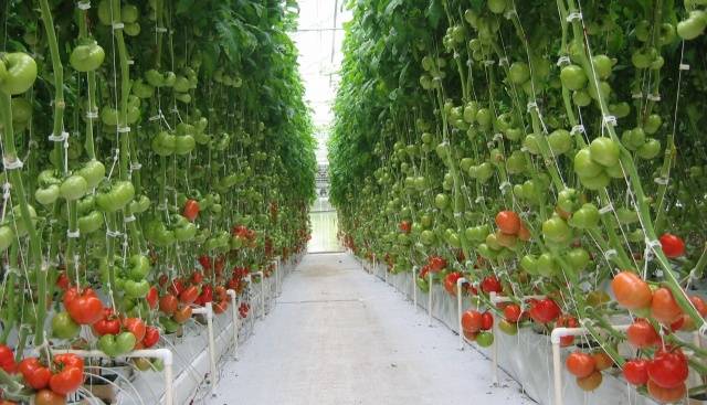 Tomato berkelompok untuk rumah hijau