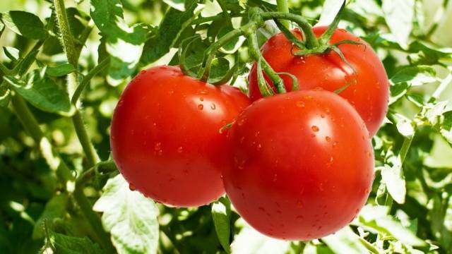 Anak benih tomato mengikut cara orang Cina