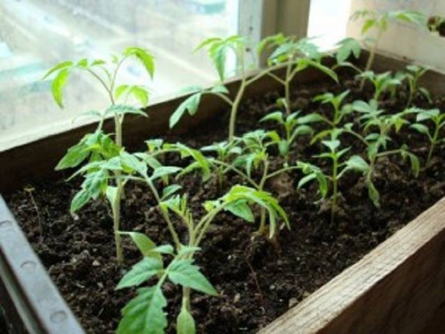 Toppdressing av tomat- og pepperplanter