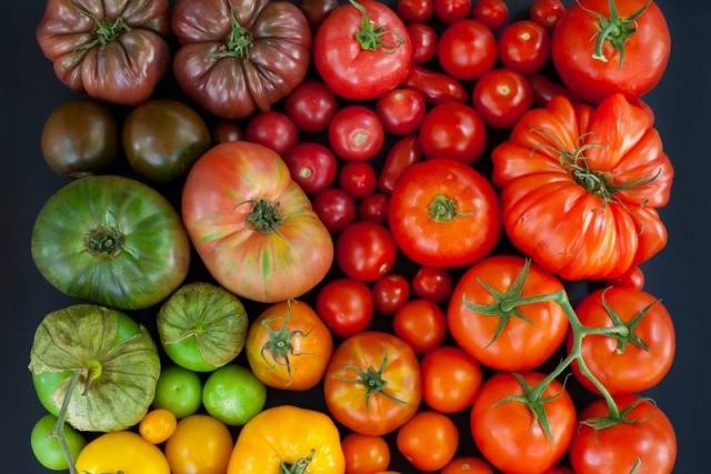 Tomato varieties for salads