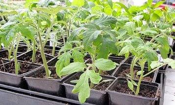Hvornår skal man så tomater til kimplanter i Sibirien