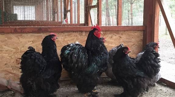Cochinquin ras av kycklingar