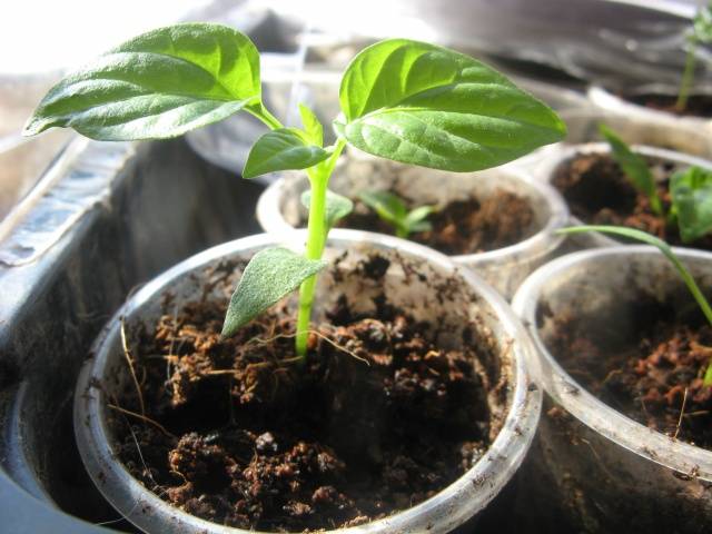 Growing pepper seedlings at home
