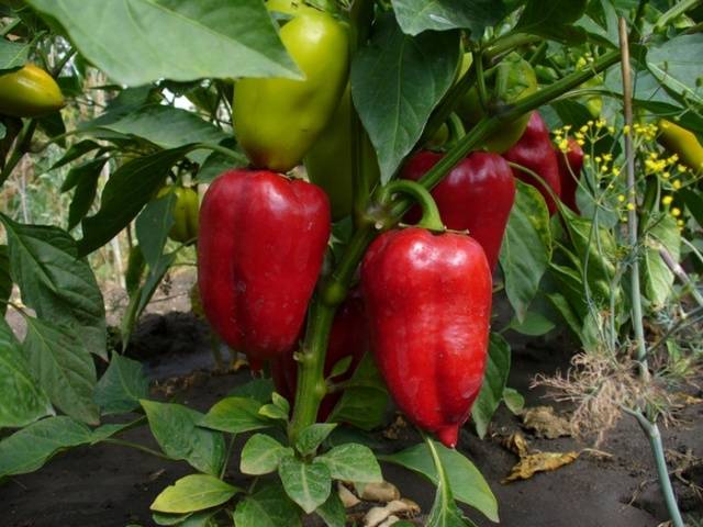 Termíny sejby papriky pre sadenice na Sibíri