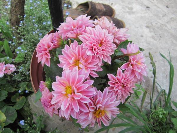 Dahlias are undersized and dwarf: photo with names