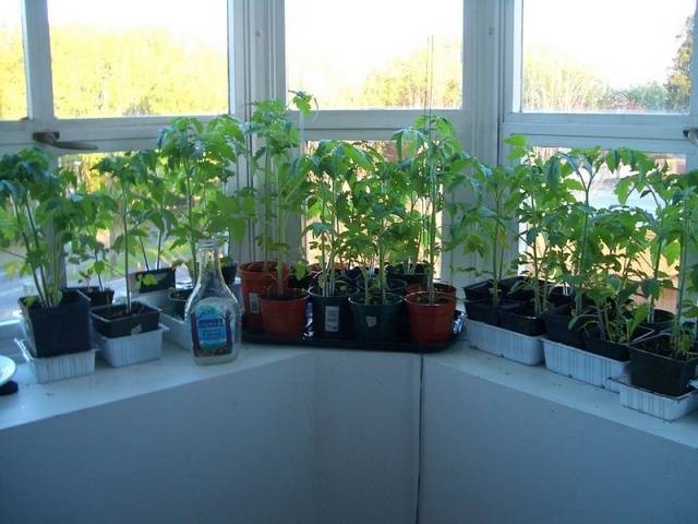 زراعة شتلات الطماطم في المنزل