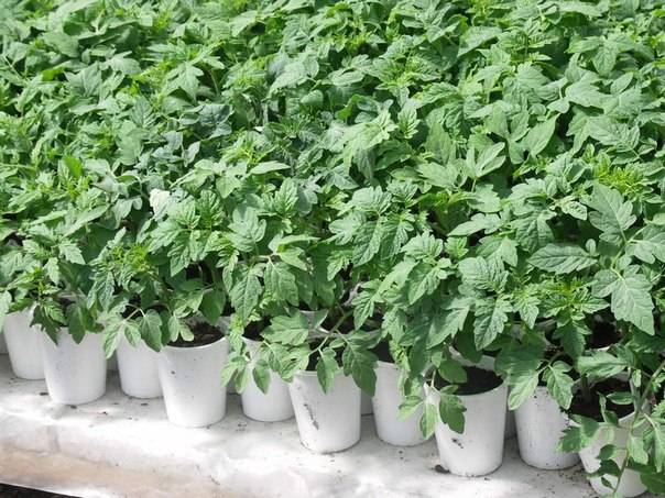 Soil for tomato seedlings
