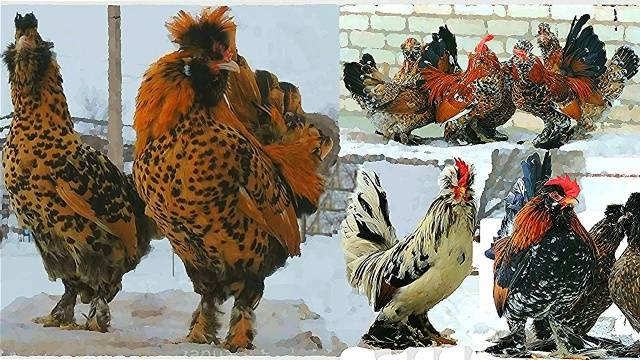 Pavlovsk φυλή κοτόπουλων